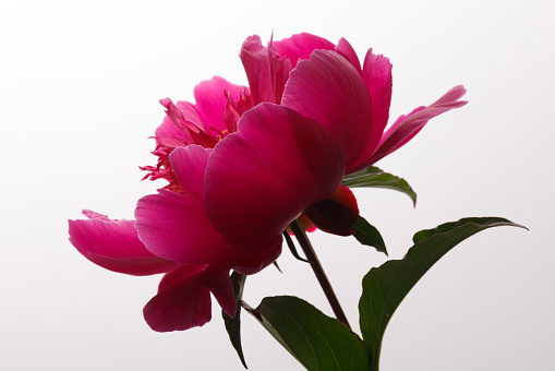 softly blooming peony flower