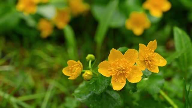 Wild flowers in rainy day. Marsh marigold blooming with  leaves in spring in Switzerland.