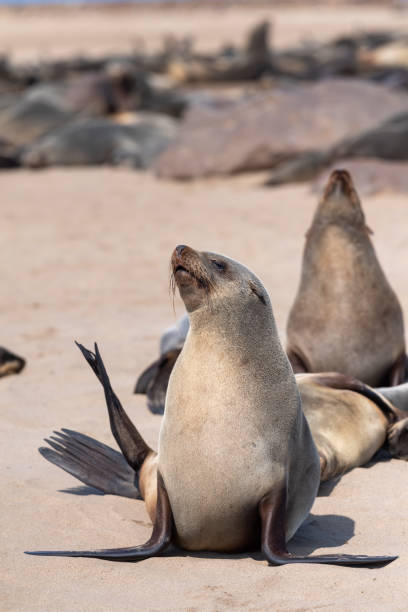 istock Cape Cross seal colony 1488781808