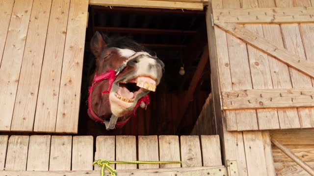 Funny brown horse yawns in stable. Brown horse with big teeth neighs