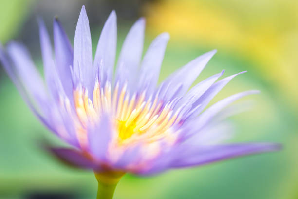 Lotus flower (Tropical water-lily) stock photo