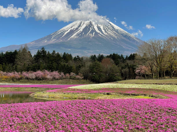 istock Pink Floral garden with beautiful Mount Fuji background during spring. 1488785333