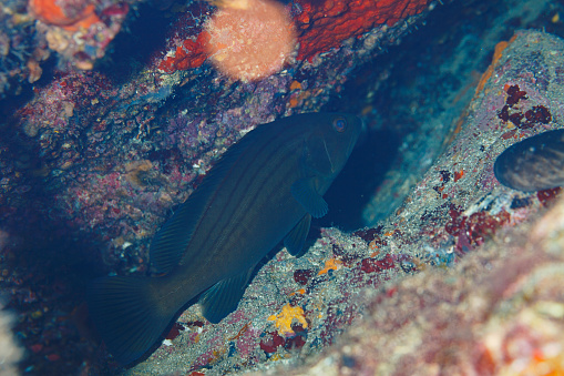 Water animals Grouper fish Underwater  in sea Sea life Mediterranean sea Scuba diver point of view