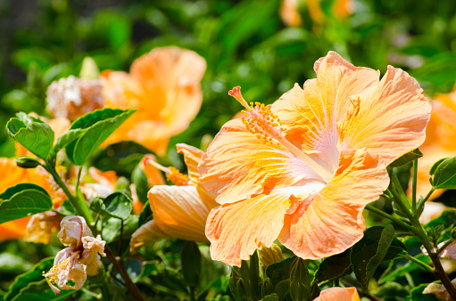 Hibiscus in the park , Hong Kong