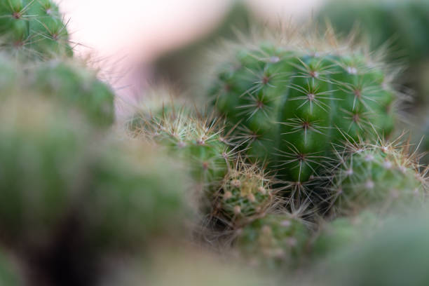 istock Cactus and Cactus flowers popular for decorative 1488785960