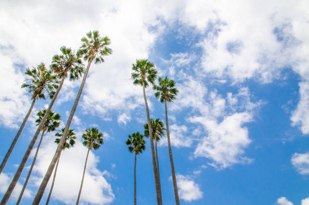 Silhouettes of palm trees and branch leaves in sky at Myrtle Beach, South Carolina with yellow orange blue sky pastel colors of clouds