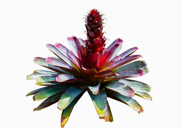 istock Beautiful red bromeliad plant isolated on white background. 1488787292