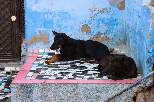 Stock photo showing close-up view of blue walled building with under nourished feral street dogs trying to keep out of the heat of the day by lying on the top of a mosaic tiled wall.