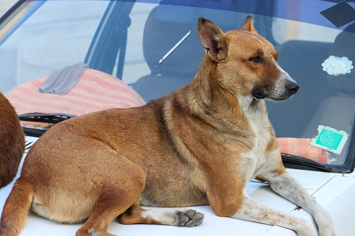 Stock photo showing close-up view of under nourished feral street dogs in India trying to keep out of the heat of the day by lying on a car hood on Indian street.