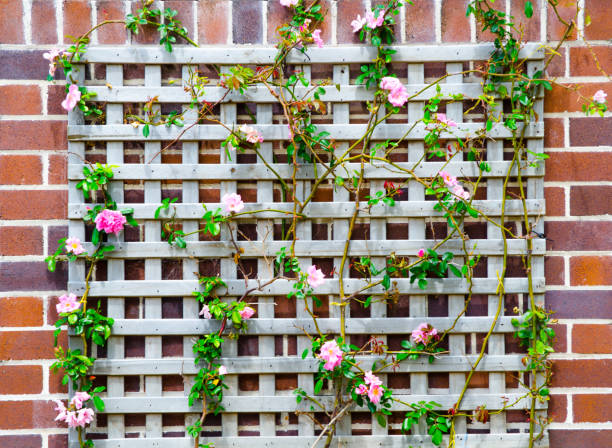 istock Pink climbing rose with timber frame on the red brick wall. 1488787474