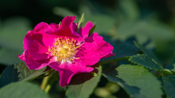 istock Beautiful pink rosehip flower close-up on blurred green greenery backgrop Selective focus Copy space 1488787531