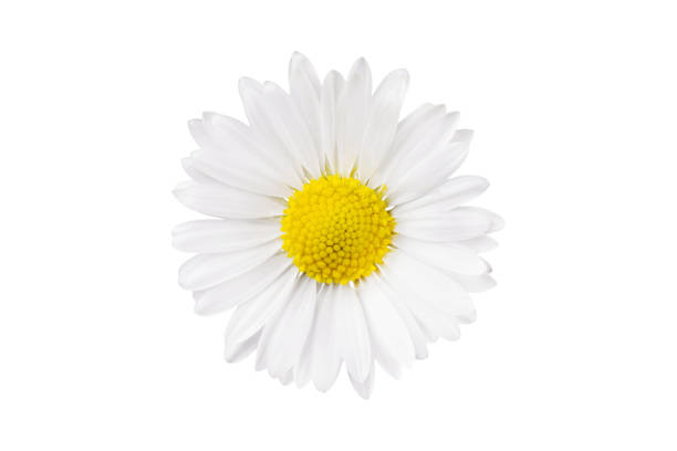 istock White Chamomile flower isolated on white background. 1488787551