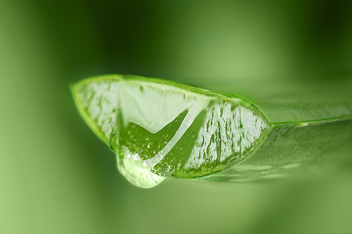 Aloe vera juice drop close up. Aloe vera leaf with aloe gel over green background with copy space.