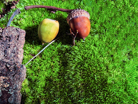 A close up image of two acorns in different stages of development. They are laying on a vivid green bed of moss in this natural flay lay in the forest.  There is a diverseness of age. One has a cap and the other is missing a cap.  Copy space in the moss on the mid to bottom right. .
