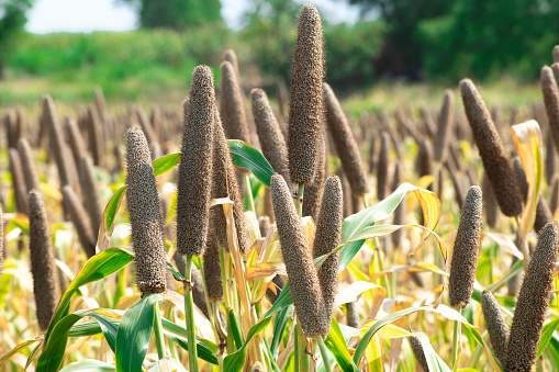 Pearl millet (Pennisetum glaucum) or Bajra green plant in a farm