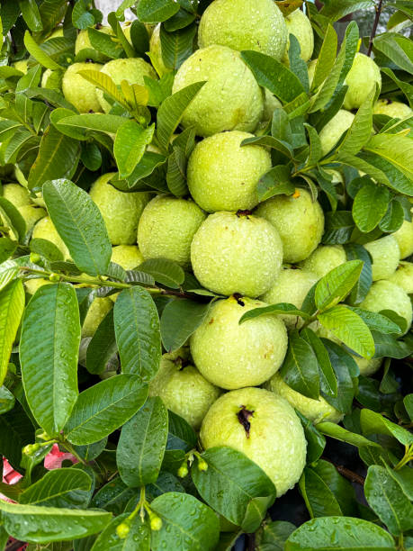 Full frame image of common guava tree (Psidium guajava), fruits growing on evergreen tree branches displayed in garden, glossy, green leaf background, focus on foreground stock photo