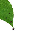 Ticks sit on leaves on a white background. Place for text.
