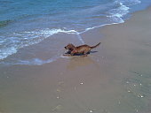Cocker Spaniel at The Beach