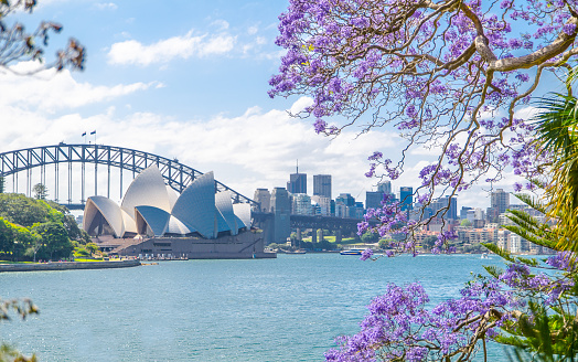 Sydney, Australia. - On November 02, 2017. – The view of Opera house from royal botanic garden with Jacaranda mimosifolia flower in the spring season.