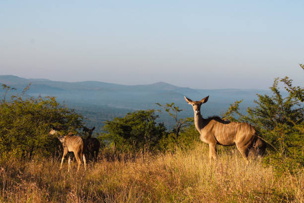 una hembra adulta kudu con un grupo de kudus en la naturaleza en un safari con un hermoso paisaje en el fondo - eleanor fotografías e imágenes de stock