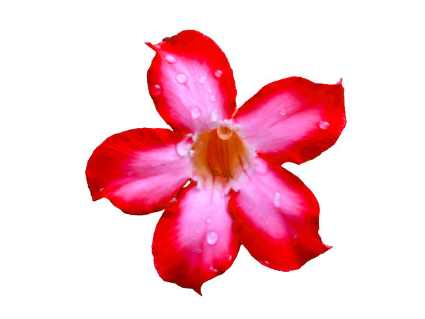 istock azalea flower on white background isolated 1488793116