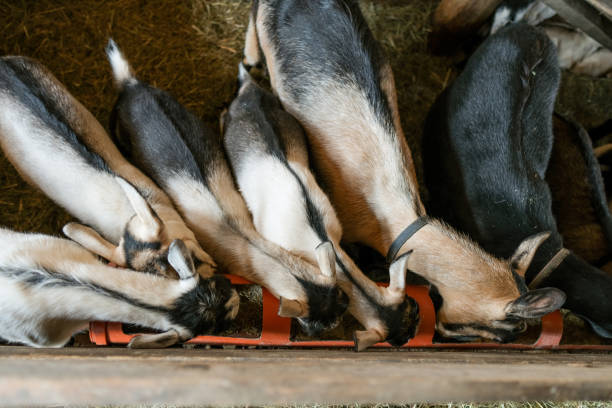 istock goats without horns. Goats look camera and eat hay 1488793674