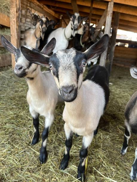 goats without horns. Goats look camera and eat hay Breeding of purebred alpine goats on the farm. Milky goats without horns. Goats look camera and eat sheep shed stock pictures, royalty-free photos & images
