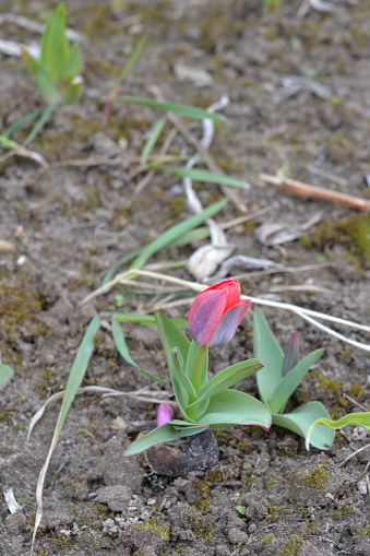 A small, pink tulip bloomed at the beginning of spring