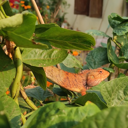 The oriental garden lizard is sitting above the leaf