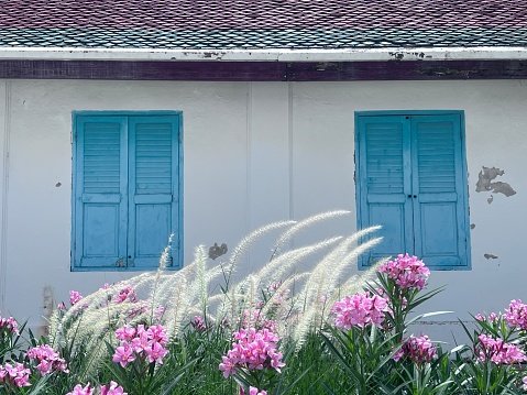 Wall and window pastel colors with field and flower in front of the wall in temple, Bangkok, Thailand.
