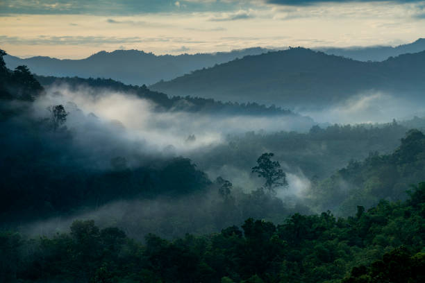 a view of mountain range, or valley in tropical rainforest during the sunrise, with subtle fog and greens stock photo