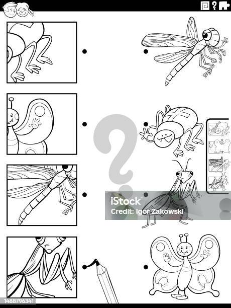 Matching Colour Insect Match Cartoon Insects Animals And Clippings Task Coloring Page Stock ...