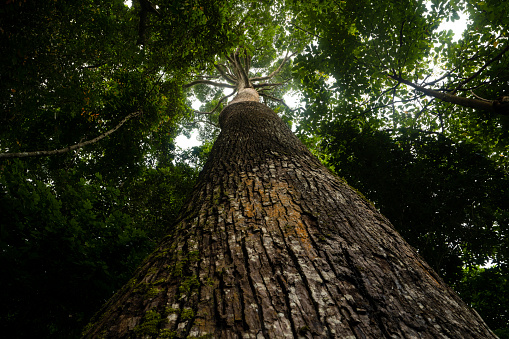 a low angle shot of huge tree in the jungle or tropical rainforest of kalimantan, Indonesia