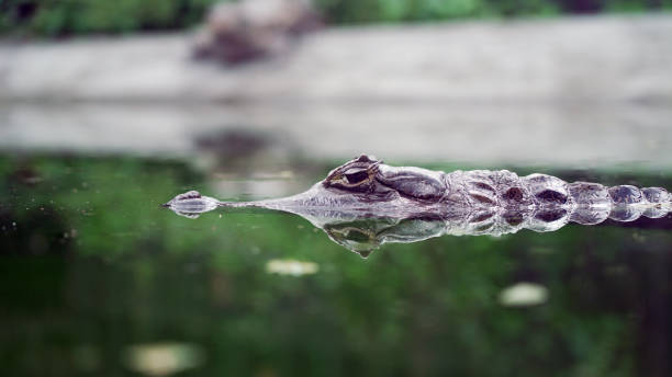istock reflection of Caiman crocodilus in water surface. (spectacled caiman) 1488798214