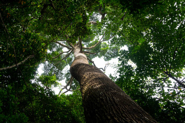 a low angle shot of huge tree in the jungle or tropical rainforest of kalimantan, Indonesia stock photo