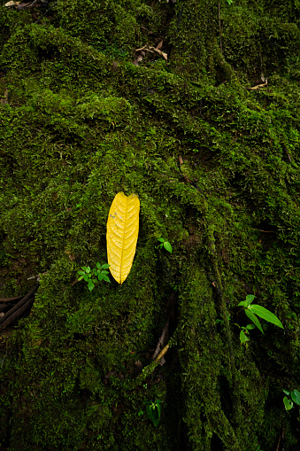 roots covered by moss in a tropical rainforest