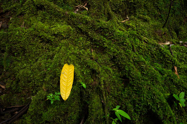 roots covered by moss in a tropical rainforest stock photo