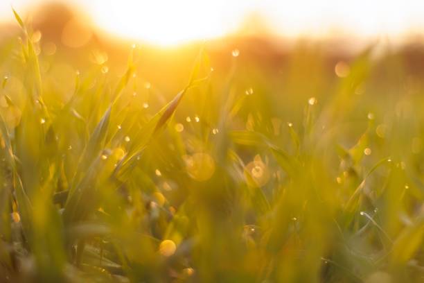 istock Scenic view of green grass covered with waterdrops in sunlight 1488798640