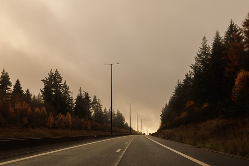 A scenic view of an empty road surrounded by tall trees on a cloudy day