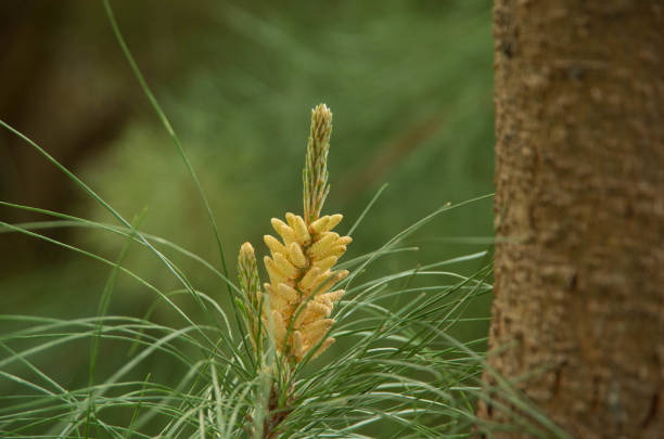 Pollen Cone of New Zealand plantation forestry species Pinus radiata