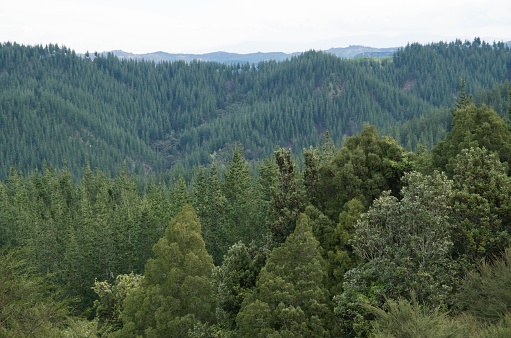 juxtaposition of New Zealand Native Forest and plantation pine forest