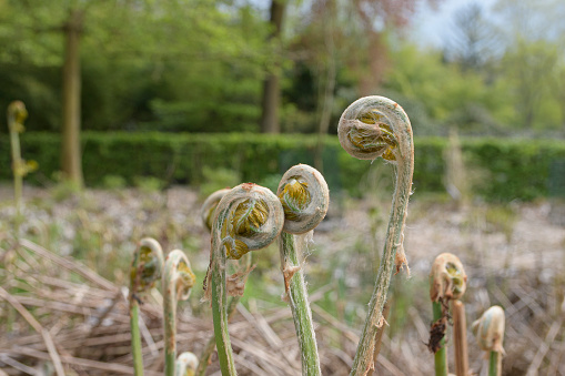 Plant - Royal Fern - Osmunda regalis. Europe. May