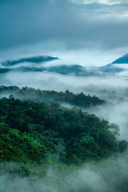 Misty jungle rainforest with fog and layered mountains range from above before sunrise. Aerial view. stock photo
