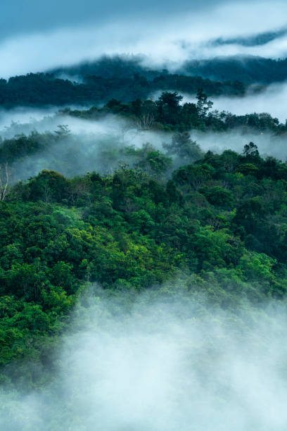 Misty jungle rainforest with fog and layered mountains range from above before sunrise. Aerial view. stock photo