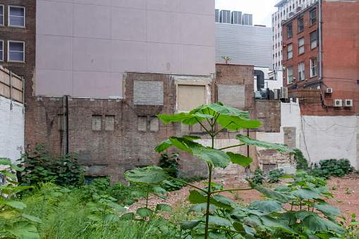 Close up view of large green plants that have overgrown a vacant lot of land in the middle of Manhattan, New York City, USA with rough walls of neighboring buildings around plot