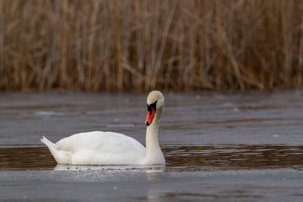 istock Majestic white swan is gracefully floating on a tranquil lake. 1488802085