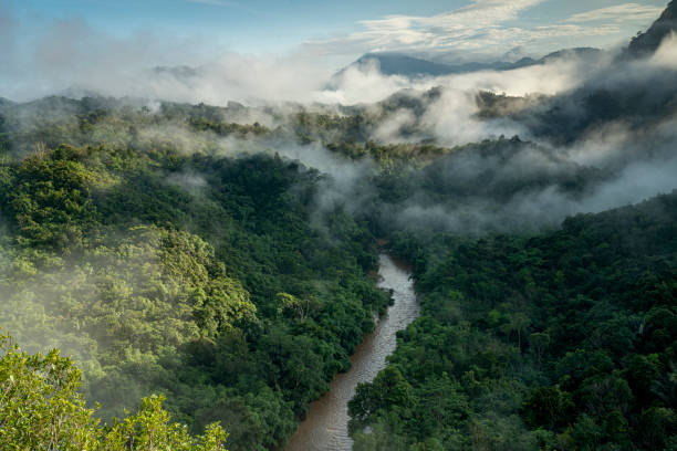 Misty jungle rainforest with river, fog and mountains range from above in the morning. Aerial view. stock photo