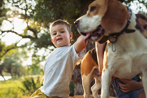 Little boy embracing beagle dog and  sitting i nature