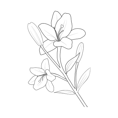 tattoo sketch lily flower drawing,
outline lily flower tattoo designs, realistic lily drawing, realistic lily flower sketch, outline realistic lily drawing, lily flower bouquet drawing, lily flower bouquet,