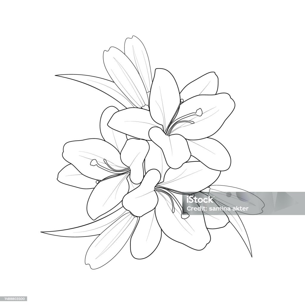 Simple Lily Bouquet Drawing Lily Flower Pencil Art Lily Flower ...